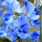 Blue Tall Sweet Pea 100 PCS Seeds