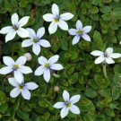 Blue Star Creeper Isotoma Fluviatilis 50 PCS Seeds