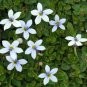 Blue Star Creeper Isotoma Fluviatilis 50 PCS Seeds