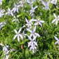 Blue Star Creeper Isotoma Fluviatilis 50 PCS Seeds