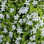 Blue Star Creeper Isotoma Fluviatilis 50 PCS Seeds