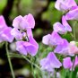 Blue Ripple Sweet Pea Lathyrus Odoratus 40 PCS Seeds
