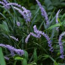 Blue Lily Turf Monkey Grass Flower 25 PCS Seeds Blue Lily Turf Monkey Grass Flower 25 PCS Seeds