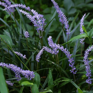 Blue Lily Turf Monkey Grass Flower 25 PCS Seeds