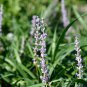 Blue Lily Turf Monkey Grass Flower 25 PCS Seeds