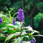 Blue Lily Turf Monkey Grass Flower 25 PCS Seeds
