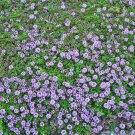 Blue Creeping Thyme 100 PCS Seeds Blue Creeping Thyme 100 PCS Seeds