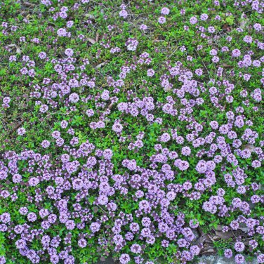 Blue Creeping Thyme 100 PCS Seeds