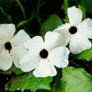 Thunbergia Alata Milky White Flowers with Black Eye 10 PCS Seeds
