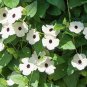 Thunbergia Alata Milky White Flowers with Black Eye 10 PCS Seeds