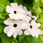 Thunbergia Alata Milky White Flowers with Black Eye 10 PCS Seeds