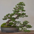 Cedrus deodara Garden Cedrus Deodara Conifer Indoor Plant Bonsai 10 PCS Seeds
