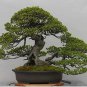 Cedrus deodara Garden Cedrus Deodara Conifer Indoor Plant Bonsai 10 PCS Seeds