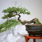 Cedrus deodara Garden Cedrus Deodara Conifer Indoor Plant Bonsai 10 PCS Seeds
