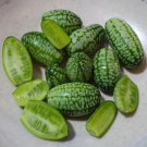 thumb watermelon eat raw mini fruit small watermelon 100 PCS Seeds thumb watermelon eat raw mini fruit small watermelon 100 PCS Seeds