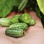 thumb watermelon eat raw mini fruit small watermelon 100 PCS Seeds