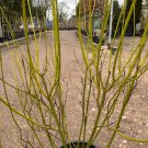 Cornus Stolonifera VAR Flava Bulk Wholesale 50 PCS Seeds Cornus Stolonifera VAR Flava Bulk Wholesale 50 PCS Seeds