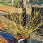 Cornus Stolonifera VAR Flava Bulk Wholesale 50 PCS Seeds