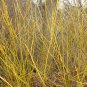 Cornus Stolonifera VAR Flava Bulk Wholesale 50 PCS Seeds