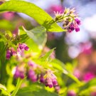 Comfrey (symphytum Officinale) Perennial Easy to Seasons 50 PCS Seeds