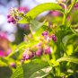 Comfrey (symphytum Officinale) Perennial Easy to Seasons 50 PCS Seeds
