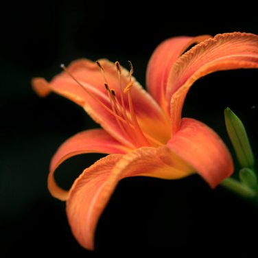 Colorful Lily 100 PCS Seeds