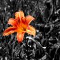 Colorful Lily 100 PCS Seeds