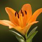 Colorful Lily 100 PCS Seeds