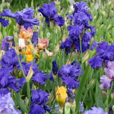 colorful iris bonsai flowers heirloom malan tectorum perennial 100 PCS Seeds