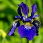 colorful iris bonsai flowers heirloom malan tectorum perennial 100 PCS Seeds