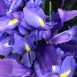 colorful iris bonsai flowers heirloom malan tectorum perennial 100 PCS Seeds