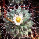 Thelocactus lophothele 10 PCS Seeds