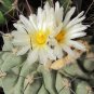 Thelocactus lophothele 10 PCS Seeds