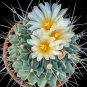 Thelocactus lophothele 10 PCS Seeds