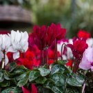 Colorful Cyclamen Flores 200 PCS Seeds