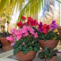 Colorful Cyclamen Flores 200 PCS Seeds