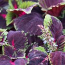 Coleus King Kong 100 PCS Seeds