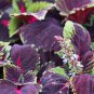 Coleus King Kong 100 PCS Seeds