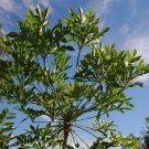 Cussonia sphaerocephala Fresh 10 PCS Seeds Cussonia sphaerocephala Fresh 10 PCS Seeds