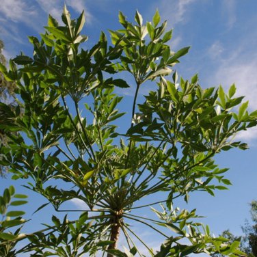 Cussonia sphaerocephala Fresh 10 PCS Seeds