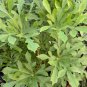 Cussonia sphaerocephala Fresh 10 PCS Seeds