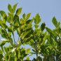 Cussonia sphaerocephala Fresh 10 PCS Seeds