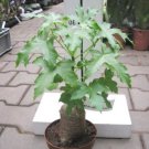 Cussonia natalensis Fresh Good bonsai plants 2 PCS Seeds
