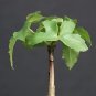 Cussonia natalensis Fresh Good bonsai plants 2 PCS Seeds