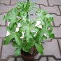 Cussonia natalensis Fresh Good bonsai plants 2 PCS Seeds