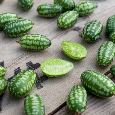 Cucamelons Mexican Sour Gherkins 50 PCS Seeds