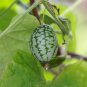 Cucamelons Mexican Sour Gherkins 50 PCS Seeds