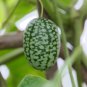 Cucamelons Mexican Sour Gherkins 50 PCS Seeds