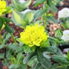Cushion Spurge Flower (Euphorbia Polychroma) 15 PCS Seeds Cushion Spurge Flower (Euphorbia Polychroma) 15 PCS Seeds