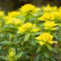Cushion Spurge Flower (Euphorbia Polychroma) 15 PCS Seeds